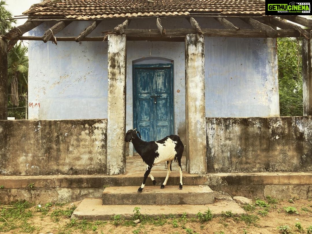 Amrutha Srinivasan Instagram - To the marvellous, beautiful things I took back with me on this trip to Thirunelveli :) I took all these pictures with so God damn much awe (except for the last one - where my dad was given specific instructions on framing π). There are so many more but these pictures just don't do any damn justice to the beauty of nature I felt, the architecture I was mesmerised by, or the drama and tension in the family that was going on behind the scenes. #peace