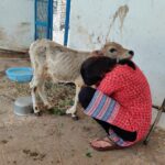 Amrutha Srinivasan Instagram - The eeshi-est neediest cutest calf EVER 😭❤️ He loves scratchies and putting his weight on you. LOOK AT THEM BLOODY TEEFS 😂 @yourdailydoseofcows @cutest_cow At @blue_cross_rescues , they have cows, dogs, rabbits, hamsters, birds, cats, monkeys and various other non-humans (and kind hearted humans) who could really really use your help. :) Reach out to Blue Cross (@blue_cross_rescues ) to know how you can help. They always need it and will appreciate it with full, happy hearts. Trust me, your heart will also be fulllll in the process. 😬❤️ Thank you, @velu_atm for sneakily taking these pictures 😂