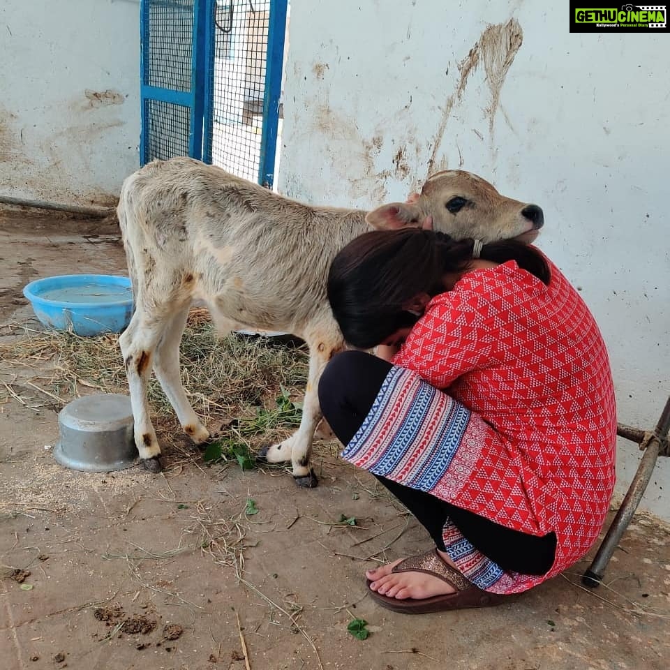 Amrutha Srinivasan Instagram - The eeshi-est neediest cutest calf EVER 😭❤️ He loves scratchies and putting his weight on you. LOOK AT THEM BLOODY TEEFS 😂 @yourdailydoseofcows @cutest_cow At @blue_cross_rescues , they have cows, dogs, rabbits, hamsters, birds, cats, monkeys and various other non-humans (and kind hearted humans) who could really really use your help. :) Reach out to Blue Cross (@blue_cross_rescues ) to know how you can help. They always need it and will appreciate it with full, happy hearts. Trust me, your heart will also be fulllll in the process. 😬❤️ Thank you, @velu_atm for sneakily taking these pictures 😂