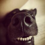 Amrutha Srinivasan Instagram - If you're having a tough day, here are two boop-able noses that will help you sail through.