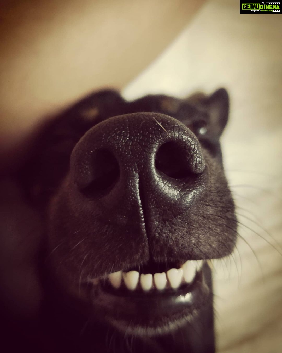 Amrutha Srinivasan Instagram - If you're having a tough day, here are two boop-able noses that will help you sail through.