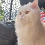 Angela Krislinzki Instagram - [RIP] Angel krislinzki 6/7/2019 26/9/2021 My 1st pet u will always be my number one, most beautiful. Just like your name you are a true angel. My tiktok star. I lost a part of my soul when i lost you. Sorry if i ever neglected you as I realised today life is really unexpected and short. I love you. ❤️