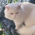 Angela Krislinzki Instagram - [RIP] Angel krislinzki 6/7/2019 26/9/2021 My 1st pet u will always be my number one, most beautiful. Just like your name you are a true angel. My tiktok star. I lost a part of my soul when i lost you. Sorry if i ever neglected you as I realised today life is really unexpected and short. I love you. ❤️