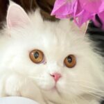 Angela Krislinzki Instagram - [RIP] Angel krislinzki 6/7/2019 26/9/2021 My 1st pet u will always be my number one, most beautiful. Just like your name you are a true angel. My tiktok star. I lost a part of my soul when i lost you. Sorry if i ever neglected you as I realised today life is really unexpected and short. I love you. ❤️