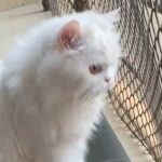 Angela Krislinzki Instagram - [RIP] Angel krislinzki 6/7/2019 26/9/2021 My 1st pet u will always be my number one, most beautiful. Just like your name you are a true angel. My tiktok star. I lost a part of my soul when i lost you. Sorry if i ever neglected you as I realised today life is really unexpected and short. I love you. ❤️