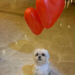 Anjali Instagram - Happy Valentine’s Day ❤️ #polodiaries #love