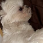 Anjali Instagram – Would you like this full time job too? 🐶 

#polodiaries #love #you #reels #cute #maltese