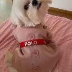 Anjali Instagram – When polo steals my t- shirt 🤷🏻‍♀️👚❤️

#internationaldogday #polodiaries #my #love #polo #style