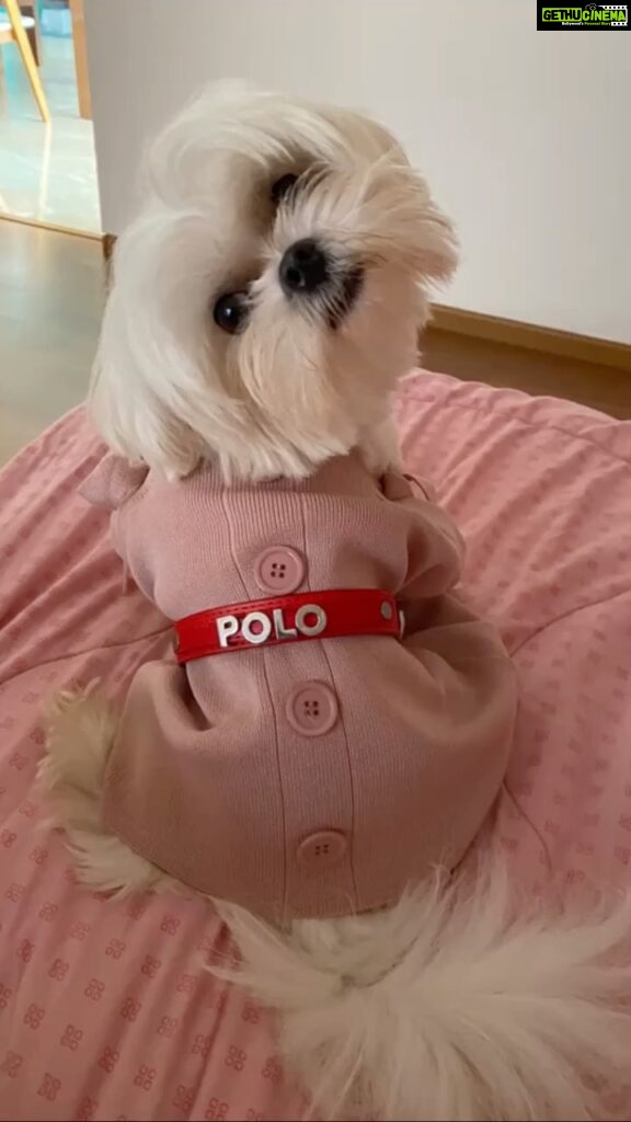 Anjali Instagram - When polo steals my t- shirt 🤷🏻‍♀️👚❤️ #internationaldogday #polodiaries #my #love #polo #style