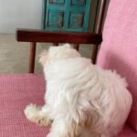 Anjali Instagram - Did you say SNACK? 🤩🤤 #polodiaries #cutest #polo #my #love #world #happy #sunday