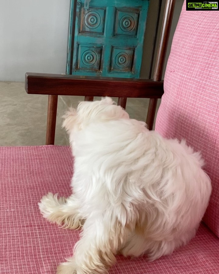 Anjali Instagram - Did you say SNACK? 🤩🤤 #polodiaries #cutest #polo #my #love #world #happy #sunday