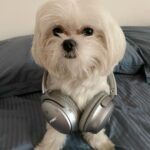 Anjali Instagram - Hey yo. Who wanna rap with me. Ain’t I the cutest rapper ever 🧿 🐾 ❤️ #polo #polodiaries #cute #rapper #my #love
