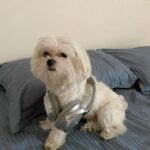 Anjali Instagram - Hey yo. Who wanna rap with me. Ain’t I the cutest rapper ever 🧿 🐾 ❤️ #polo #polodiaries #cute #rapper #my #love