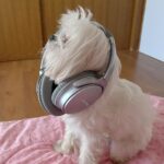 Anjali Instagram - Hey yo. Who wanna rap with me. Ain’t I the cutest rapper ever 🧿 🐾 ❤️ #polo #polodiaries #cute #rapper #my #love