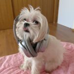 Anjali Instagram - Hey yo. Who wanna rap with me. Ain’t I the cutest rapper ever 🧿 🐾 ❤️ #polo #polodiaries #cute #rapper #my #love