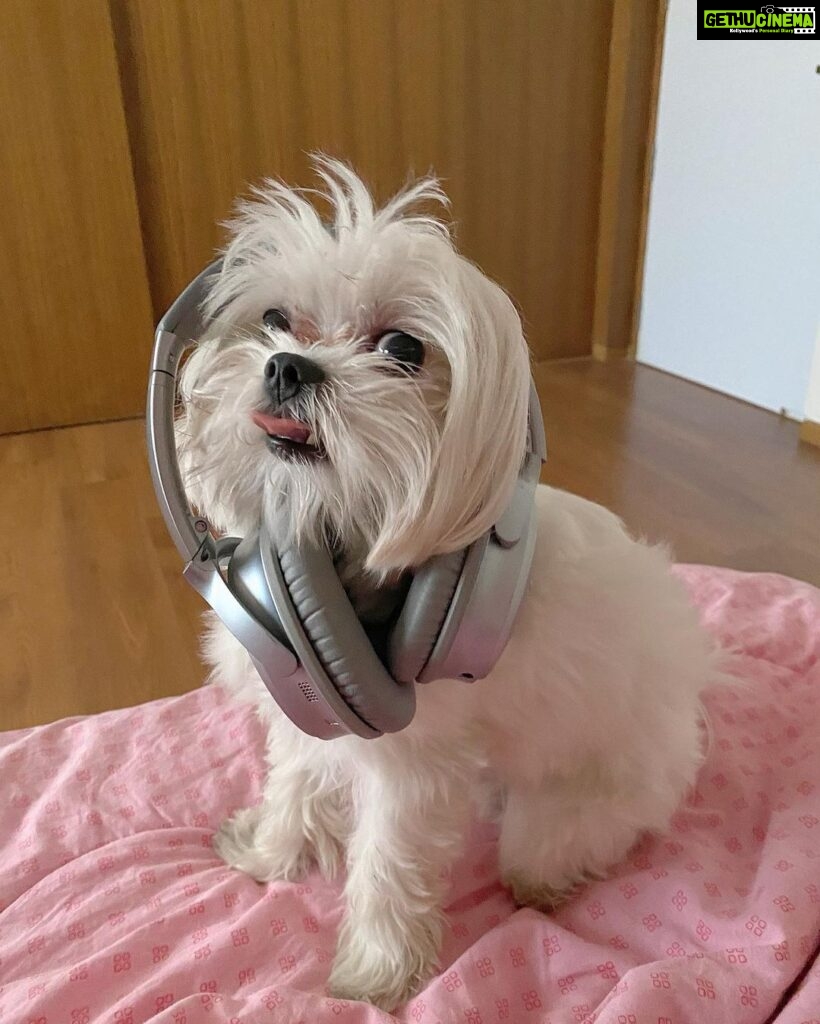 Anjali Instagram - Hey yo. Who wanna rap with me. Ain’t I the cutest rapper ever 🧿 🐾 ❤️ #polo #polodiaries #cute #rapper #my #love