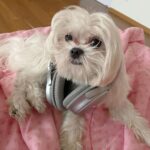 Anjali Instagram - Hey yo. Who wanna rap with me. Ain’t I the cutest rapper ever 🧿 🐾 ❤️ #polo #polodiaries #cute #rapper #my #love