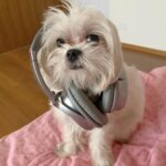 Anjali Instagram - Hey yo. Who wanna rap with me. Ain’t I the cutest rapper ever 🧿 🐾 ❤️ #polo #polodiaries #cute #rapper #my #love