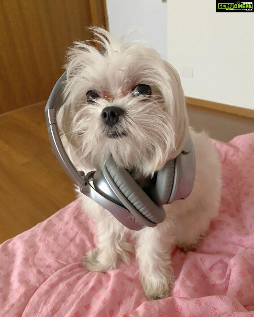 Anjali Instagram - Hey yo. Who wanna rap with me. Ain’t I the cutest rapper ever 🧿 🐾 ❤️ #polo #polodiaries #cute #rapper #my #love