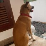 Anna Rajan Instagram - My whito enjoying rain