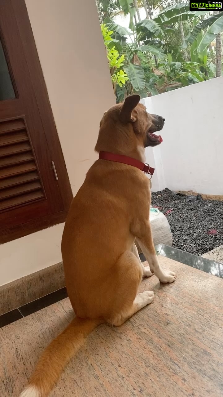 Anna Rajan Instagram - My whito enjoying rain