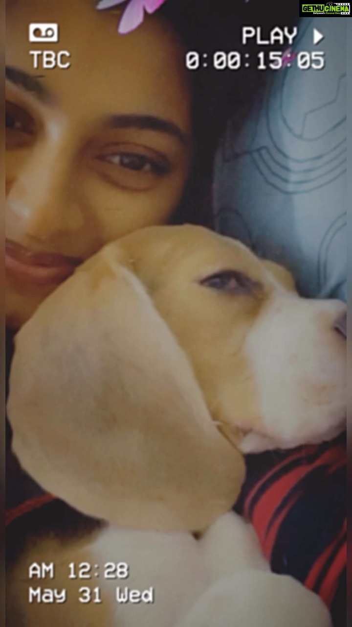 Archana Ravichandran Instagram - A year ago, you entered my life and turned it upside down - in the best possible way! Happy 1st Birthday to my fur baby who brings endless love and laughter to my days. Cheers to another year of adorable antics and unforgettable moments! Mommy loves you so much Marvel β₯οΈ Happy birthday my babyππππΆ #FurBabyBirthday #FirstBirthday #marvel #mommylovesmarvel