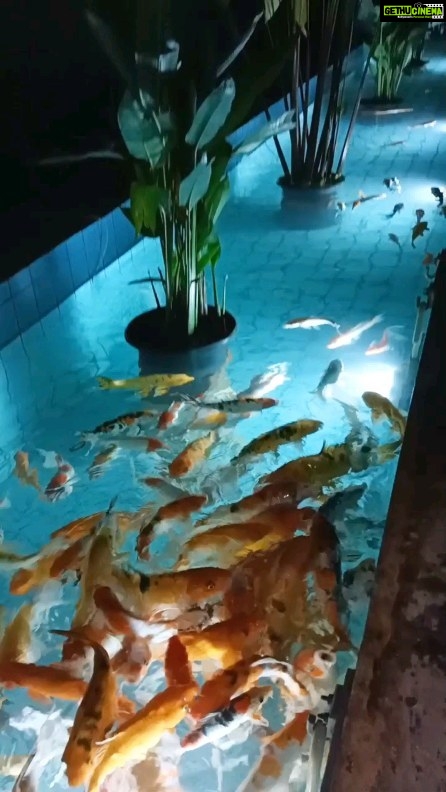 Archita Sahu Instagram - ମାଛଙ୍କୁ କେବେ ହାତରେ ଖୁଆଇଛନ୍ତି? Learning how to feed fishes by my hand. Who did it better? Me or Archita? 😃😃😃 #sabyarchita #odisha #fishes #fishing #fyp #trending #fishtank #viral #odisha #fishlover