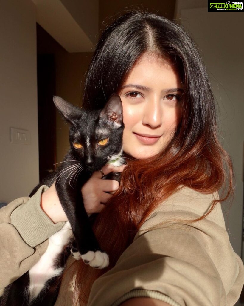 Arishfa Khan Instagram - My babies❤️🐾 #catsofinstagram Cats name : oreo, mowgli, mimi and lily 💕