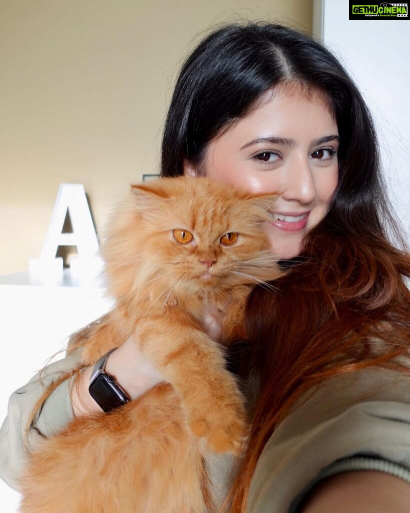Arishfa Khan Instagram - My babies❤️🐾 #catsofinstagram Cats name : oreo, mowgli, mimi and lily 💕