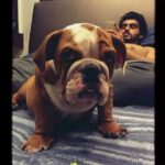 Arjun Kapoor Instagram - Our best boy in the world ❤️ Miss you Maximus! @anshulakapoor