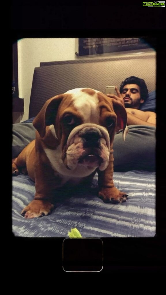 Arjun Kapoor Instagram - Our best boy in the world ❤️ Miss you Maximus! @anshulakapoor