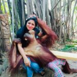 Avanthika Mohan Instagram - I've never met an animal I didn't like, and I can't say the same thing about people 😃 Btw I will always woof you 💛 Swipe to see more pictures of me with the hunk #orangutans #youaregorgeous #animallove #picoftheday #zoo #animallovers #photo #photogram #tbt Africa Alive Zoo