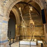 Bhakti Kubavat Instagram - 🦒🦖🦕 Natural History Museum