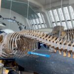 Bhakti Kubavat Instagram - 🦒🦖🦕 Natural History Museum