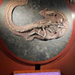 Bhakti Kubavat Instagram - 🦒🦖🦕 Natural History Museum