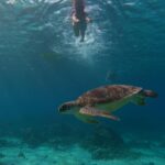 Bhanushree Mehra Instagram – This was my first time snorkelling and honestly, I’m not the water-loving type but Gili Island made it worth every moment. Swimming with these sea turtles everywhere was SO COOL ! 
.
.
.
.
.
.
.
#gilitrawangan #giliislands #snorkeling #islandlife #bali Gili Trawangan