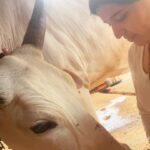 Chitra Shukla Instagram - Happysunday everyone one😊Morning meeting with my Rani is full of love♥️ #goumata #गौमाता #chitrashukla #happysunday 🌝🌨️ #swipeleft⬅️ #cowlover #cow #ranicow #mycow