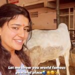 Chitra Shukla Instagram - #worldfamous #peaceful #place You can also visit near by you. Present everywhere in the world 🌍 Radhekrishna to all of you🙏🏻✨ #radhekrishna #goushala #cowlover #goumata #cow #bestplace #cowworld #cowlove #keepgoing #chitrashukla