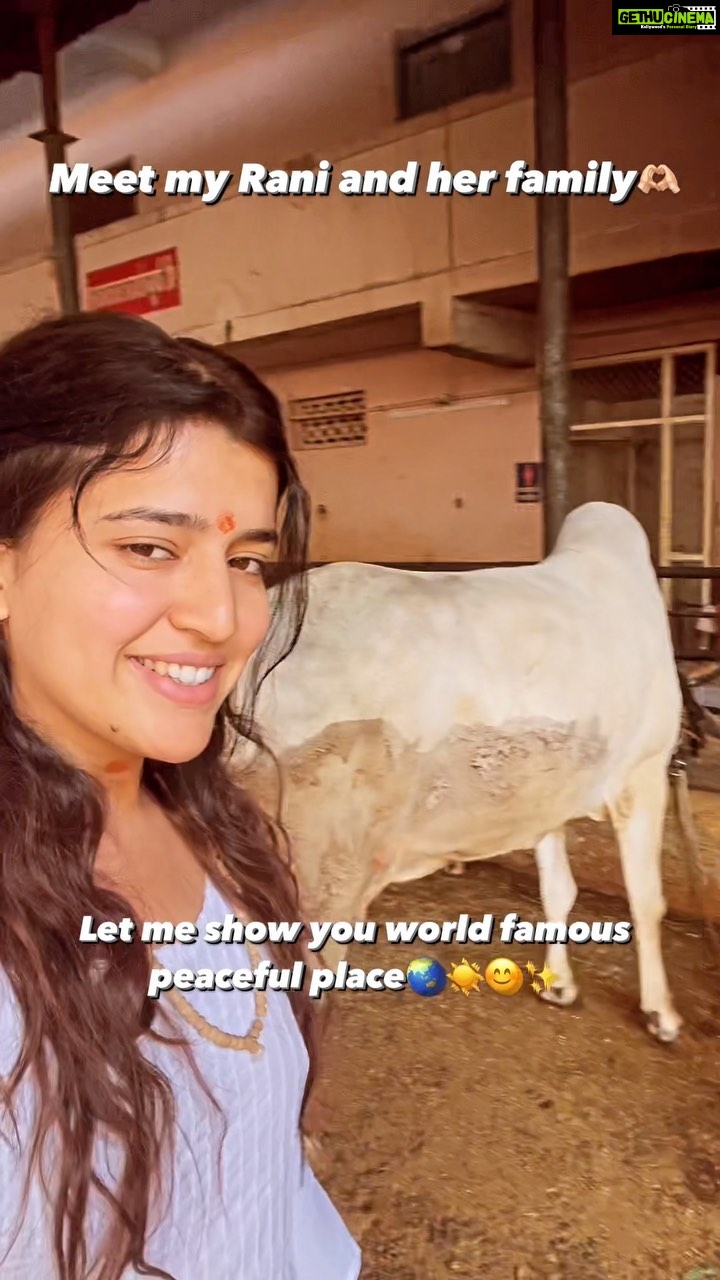 Chitra Shukla Instagram - #worldfamous #peaceful #place You can also visit near by you. Present everywhere in the world 🌍 Radhekrishna to all of you🙏🏻✨ #radhekrishna #goushala #cowlover #goumata #cow #bestplace #cowworld #cowlove #keepgoing #chitrashukla