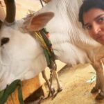 Chitra Shukla Instagram - Happysunday everyone one😊Morning meeting with my Rani is full of love♥️ #goumata #गौमाता #chitrashukla #happysunday 🌝🌨️ #swipeleft⬅️ #cowlover #cow #ranicow #mycow