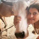 Chitra Shukla Instagram - Happysunday everyone one😊Morning meeting with my Rani is full of love♥️ #goumata #गौमाता #chitrashukla #happysunday 🌝🌨️ #swipeleft⬅️ #cowlover #cow #ranicow #mycow