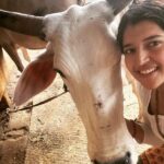 Chitra Shukla Instagram - Happysunday everyone one😊Morning meeting with my Rani is full of love♥️ #goumata #गौमाता #chitrashukla #happysunday 🌝🌨️ #swipeleft⬅️ #cowlover #cow #ranicow #mycow