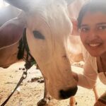 Chitra Shukla Instagram - Happysunday everyone one😊Morning meeting with my Rani is full of love♥️ #goumata #गौमाता #chitrashukla #happysunday 🌝🌨️ #swipeleft⬅️ #cowlover #cow #ranicow #mycow
