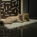 Denisha Ghumra Instagram - I swear i did not ask them to pose or to co-ordinate. My babies 🤍🤍🤍🤍 Champaklal - The father Millie - The daughter . #mycats #mycatsaremykids #catlovers #catlife #catscatscats #catsrule #catlifestyle