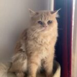 Denisha Ghumra Instagram - My hand senstive champaklal🤍🤍🤍❤️❤️❤️ . @printika_ thank you for capturing this ❤️ . #catvideos #catmemes #catinstagram #cutecats #persiancat #denishaghumra #champaklal