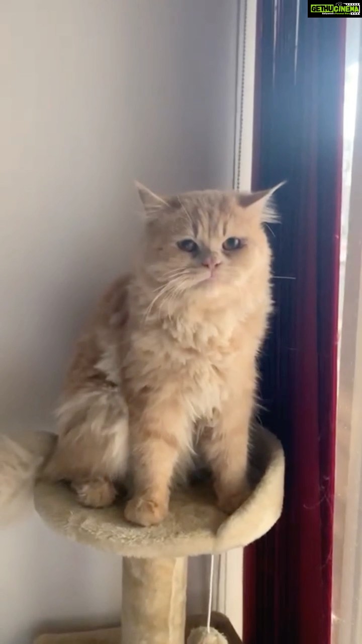 Denisha Ghumra Instagram - My hand senstive champaklal🤍🤍🤍❤️❤️❤️ . @printika_ thank you for capturing this ❤️ . #catvideos #catmemes #catinstagram #cutecats #persiancat #denishaghumra #champaklal
