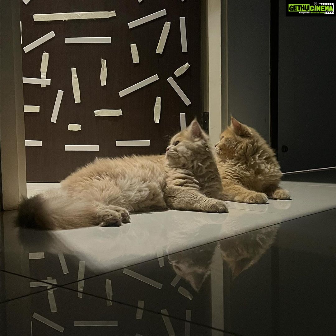 Denisha Ghumra Instagram - I swear i did not ask them to pose or to co-ordinate. My babies π€π€π€π€ Champaklal - The father Millie - The daughter . #mycats #mycatsaremykids #catlovers #catlife #catscatscats #catsrule #catlifestyle