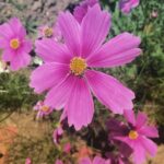 Divya Prabha Instagram - 🌸🪻🤍