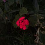 Divya Prabha Instagram – #ooty #flowersaremylove