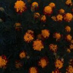 Divya Prabha Instagram – #ooty #flowersaremylove